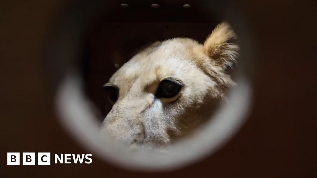 North Korea: Putin gifts Pyongyang zoo with lion, brown bears - BBC.com