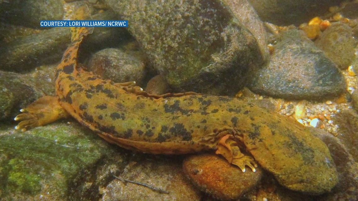 Chattanooga Zoo releases dozens of salamanders to the wild - WBIR.com
